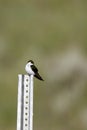 Violet-green Swallow, Tachycineta thalassina Royalty Free Stock Photo