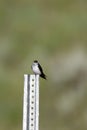 Violet-green Swallow, Tachycineta thalassina Royalty Free Stock Photo