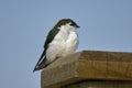 Violet-green Swallow (Tachycineta thalassina) Royalty Free Stock Photo