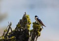 Violet-green swallow, Yellowstone National Park