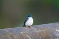 Portrait of violet green swallow