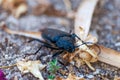 Violet ground beetle, Carabus violaceus on the ground Royalty Free Stock Photo