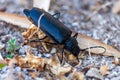 Violet ground beetle, Carabus violaceus on the ground Royalty Free Stock Photo
