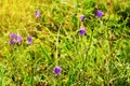 Violet harebell Campanula rotundifolia flowers growing on green romantic sunny meadow. Wildflowers in blossom on summer grassland.