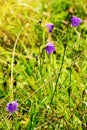 Violet harebell Campanula rotundifolia flowers growing on green romantic sunny meadow. Wildflowers in blossom on summer grassland.