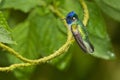 Violet-Headed Hummingbird Royalty Free Stock Photo