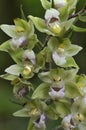 Violet Helleborine - Epipactis purpurata Royalty Free Stock Photo