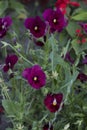 Violet herb with purple flowers