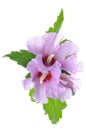 Violet hibiscus flowers with green leaves