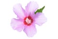 Violet hibiscus flowers with green leaves