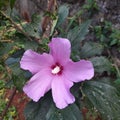 Violet hibiscus garden flower beautiful