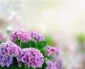 Violet hortenzia flower Royalty Free Stock Photo