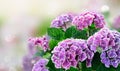 Violet hortenzia flower Royalty Free Stock Photo