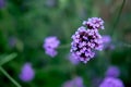 Violet Hoya flowers. Hoya parasitica Roxb. Royalty Free Stock Photo