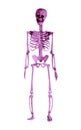 Violet human skeleton model isolated on white background. Front view. Halloween day, horror, anatomy, science concept