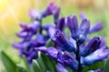 Violet hyacinth blooming in the garden. Spring flower of blue purple Hyacinthus orientalis. Close up macro photo Royalty Free Stock Photo