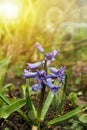 Violet hyacinth blooming in the garden. Spring flower of blue purple Hyacinthus orientalis. Close up macro photo Royalty Free Stock Photo