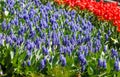 Violet Hyacinth or Hyacinthus, flowers in full bloom in spring garden close up. Flowering hyacinths. Spring, nature