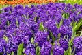 Violet hyacinth, Hyacinthus orientalis of the family Asparagaceae Royalty Free Stock Photo