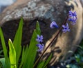 Violet Hyacinthus orientalis common hyacinth, garden hyacinth or Dutch hyacinth on green garden background