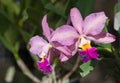 Violet hybrid cattleya orchid
