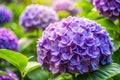 Violet Hydrangea Close-up Beautiful Garden Bloom Royalty Free Stock Photo