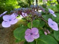Violet Hydrangea flower Royalty Free Stock Photo