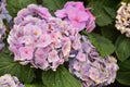 The Violet Hydrangea Flowers on the backyard Royalty Free Stock Photo