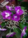 Violet  hydrangea flowers with blossom Royalty Free Stock Photo