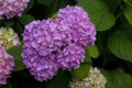 Violet hydrangea flowers Royalty Free Stock Photo
