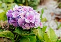 Violet hydrangea flowers in full bloom in a garden. Hydrangea bushes blossom on sunny day. Flowering hortensia plant. Royalty Free Stock Photo