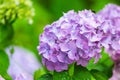 Violet hydrangea flowers Royalty Free Stock Photo