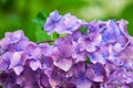 Violet hydrangea flowers Royalty Free Stock Photo