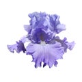 Violet iris Royalty Free Stock Photo