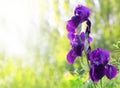 Violet Iris. Beautiful garden flower close up on green background.Beautiful purple iris flowers grow in the garden. Close-up of a Royalty Free Stock Photo