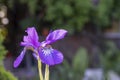 Violet Iris. Beautiful garden flower close up on green background.Beautiful purple iris flowers grow in the garden. Close-up of a Royalty Free Stock Photo