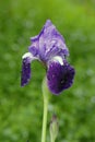 A violet iris blossom with fresh rain drops Royalty Free Stock Photo