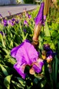 Violet iris closeup on background of a green garden on a sunny day. A blossoming flower and a closed bud, vertical photo Royalty Free Stock Photo