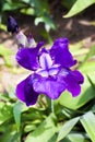 Violet iris flower closeup on garden background in sunny day Royalty Free Stock Photo