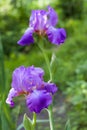 Violet iris flower closeup Royalty Free Stock Photo