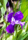 Violet iris flower closeup on green garden background Royalty Free Stock Photo