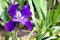 Violet iris flower closeup on green garden background Royalty Free Stock Photo