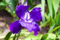 Violet iris flower closeup on green garden background Royalty Free Stock Photo