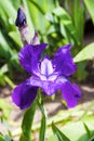 Violet iris flower closeup on green garden background Royalty Free Stock Photo