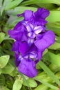 Violet iris flower closeup Royalty Free Stock Photo