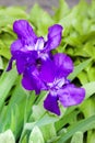 Violet iris flower closeup Royalty Free Stock Photo