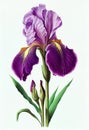 Violet iris flower drawing isolated on white background. Watercolor, hand drawn style, ai generation Royalty Free Stock Photo