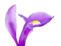 Violet Iris Flower Petals Royalty Free Stock Photo