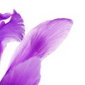 Violet Iris Flower Petals Royalty Free Stock Photo