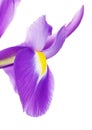 Violet Iris Flower Petals Royalty Free Stock Photo